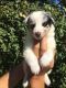 Shetland Sheepdog Puppies for sale in San Antonio, TX, USA. price: NA