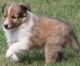Shetland Sheepdog Puppies for sale in Clearwater, FL, USA. price: NA