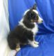 Shetland Sheepdog Puppies for sale in New York, NY, USA. price: NA