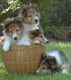 Shetland Sheepdog Puppies for sale in Texas City, TX, USA. price: NA