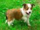 Shetland Sheepdog Puppies for sale in Anchorville, MI 48023, USA. price: NA