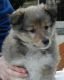 Shetland Sheepdog Puppies for sale in Phoenix St, Hempstead, NY 11550, USA. price: NA