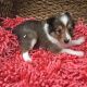 Shetland Sheepdog Puppies for sale in Canton, OH, USA. price: NA