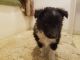 Shetland Sheepdog Puppies for sale in New Kensington, PA 15068, USA. price: NA