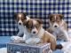 Shetland Sheepdog Puppies for sale in Dallas, TX 75270, USA. price: NA