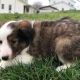 Shetland Sheepdog Puppies for sale in Canton, OH, USA. price: NA