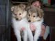 Shetland Sheepdog Puppies for sale in Boston, MA 02114, USA. price: NA