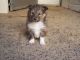 Shetland Sheepdog Puppies for sale in OR-99W, McMinnville, OR 97128, USA. price: NA