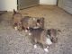 Shetland Sheepdog Puppies for sale in Pottsboro, TX 75076, USA. price: NA
