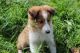 Shetland Sheepdog Puppies for sale in Bluffton, IN 46714, USA. price: NA