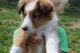 Shetland Sheepdog Puppies for sale in Bluffton, IN 46714, USA. price: $600