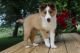 Shetland Sheepdog Puppies for sale in Bluffton, IN 46714, USA. price: $600
