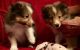 Shetland Sheepdog Puppies for sale in Pittsburgh, PA 15252, USA. price: NA