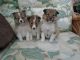Shetland Sheepdog Puppies for sale in Dallas, TX, USA. price: NA
