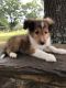 Shetland Sheepdog Puppies for sale in Houston, TX 77012, USA. price: NA