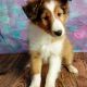 Shetland Sheepdog Puppies for sale in Sherrodsville, OH 44675, USA. price: NA