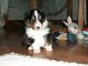 Shetland Sheepdog Puppies for sale in NC-55, Fuquay Varina, NC 27526, USA. price: NA