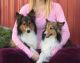 Shetland Sheepdog Puppies for sale in Lindon, UT, USA. price: NA