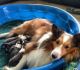 Shetland Sheepdog Puppies for sale in Plain City, OH 43064, USA. price: $850