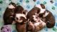 Shetland Sheepdog Puppies for sale in Chaska, MN 55318, USA. price: NA
