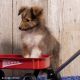 Shetland Sheepdog Puppies for sale in Humboldt, KS 66748, USA. price: NA