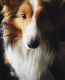 Shetland Sheepdog Puppies for sale in Plain City, OH 43064, USA. price: $850