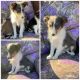 Shetland Sheepdog Puppies for sale in Corydon, IN 47112, USA. price: $500
