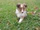 Shetland Sheepdog Puppies for sale in Middlefield, OH 44062, USA. price: NA