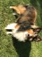 Shetland Sheepdog Puppies for sale in Wauseon, OH 43567, USA. price: NA