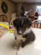 Shetland Sheepdog Puppies for sale in Quincy, IL, USA. price: $800