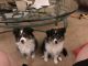 Shetland Sheepdog Puppies for sale in Westminster, MD, USA. price: NA