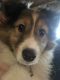 Shetland Sheepdog Puppies for sale in Carthage, NY 13619, USA. price: NA
