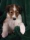Shetland Sheepdog Puppies for sale in Hurst, TX, USA. price: $1,000