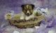 Shetland Sheepdog Puppies for sale in Palm Springs, CA, USA. price: NA