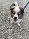 Shetland Sheepdog Puppies for sale in Littleton, CO, USA. price: NA