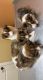 Shetland Sheepdog Puppies for sale in Newton, KS 67114, USA. price: $1,200