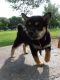 Shiba Inu Puppies for sale in Las Cruces, NM 88011, USA. price: NA