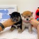 Shiba Inu Puppies for sale in Chino Hills, CA, USA. price: NA
