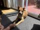 Shiba Inu Puppies for sale in Groton, CT, USA. price: NA