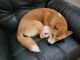 Shiba Inu Puppies for sale in Cold Spring, MN 56320, USA. price: $300
