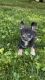 Shiba Inu Puppies for sale in Midland Park, NJ 07432, USA. price: NA