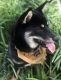 Shiba Inu Puppies for sale in Shreveport, LA, USA. price: $2,500