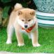 Shiba Inu Puppies for sale in 7538 Bakertown Rd E, Elm City, NC 27822, USA. price: $700