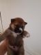 Shiba Inu Puppies for sale in Hazleton, PA, USA. price: NA