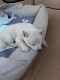 Shiba Inu Puppies for sale in Westminster, CO, USA. price: NA