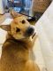 Shiba Inu Puppies for sale in 262 St James Pl, Brooklyn, NY 11238, USA. price: NA