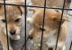 Shiba Inu Puppies for sale in Garden City, NY, USA. price: NA