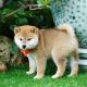 Shiba Inu Puppies for sale in 7538 Bakertown Rd E, Elm City, NC 27822, USA. price: $600