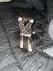Shiba Inu Puppies for sale in 12450 Biscayne Blvd, Jacksonville, FL 32218, USA. price: NA