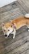 Shiba Inu Puppies for sale in Jacksonville, NC, USA. price: $500